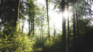 Vyváženie sacharidov a proteínov pre optimálnu energetickú výdrž pri cvičení